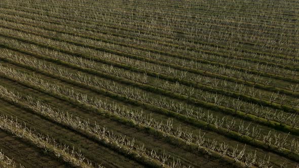 Top View of Flowering Orchards Lands with Flowering Fruit Trees