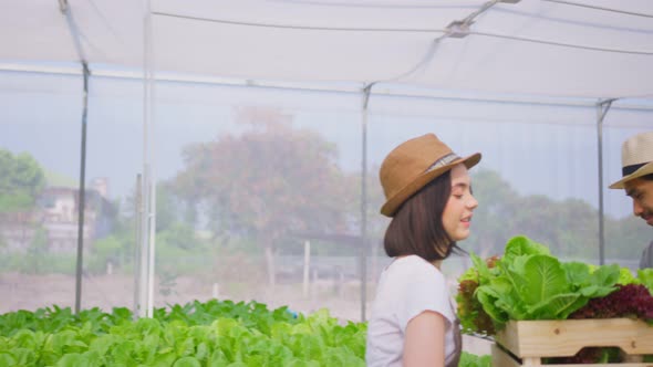 Asian couple farmers harvest and working in vegetables hydroponic greenhouse farm with happiness.