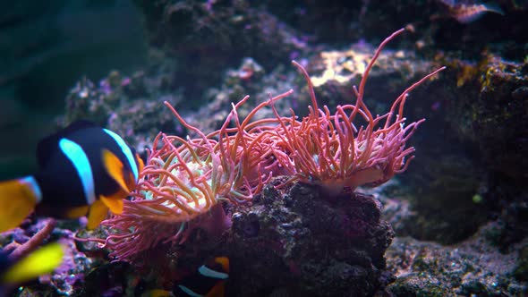 Topical Saltwater Fish Clownfish Anemonefish