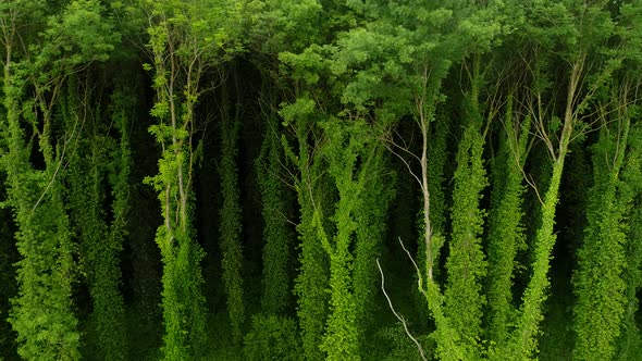 Big Trees in the Jungle