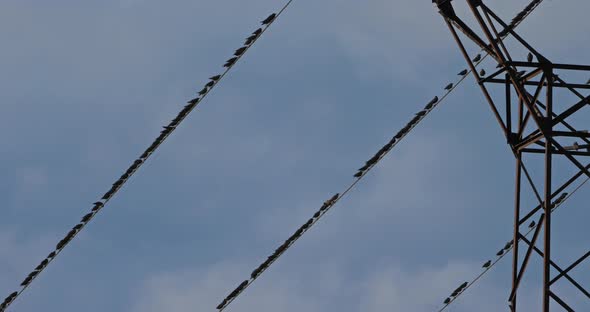 A flock of European starlings (Sturnus vulgaris) roost on overhead wires. Occitanie, France