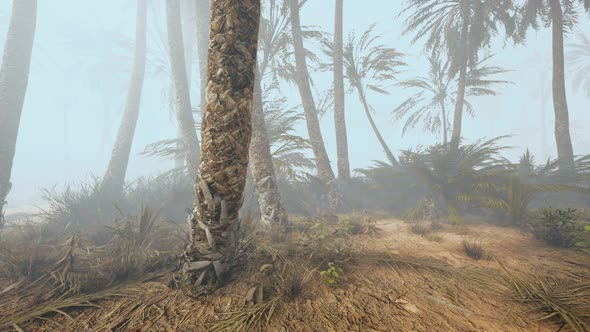 Coconut Palms in Deep Morning Fog