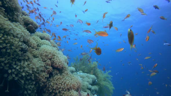 Colorful Fish and Soft Coral