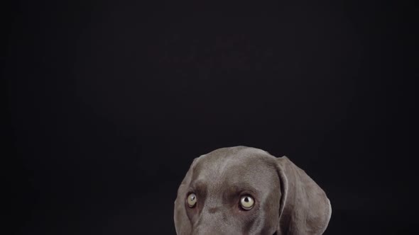 Funny Weimaraner dog catching snack in studio on black background