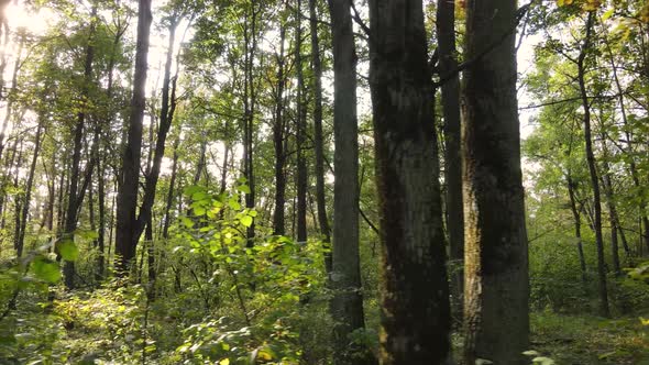 Forest with Trees in an Autumn Day