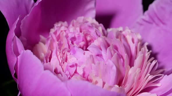 Pink Peony Blooming at Spring