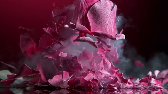 Super Slow Motion Shot of Smashing Frozen Red Rose at 1000Fps