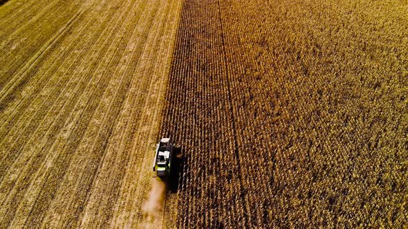 Aerial View Modern Combine Harvesting Wheat on the Yellow Wheat Field. Top View. Agriculture Scene.