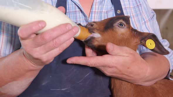 Goat Farm. The Farmer Holds a Goat in His Arms and Feeds Milk From a Bottle. Goat Drinks Milk From a