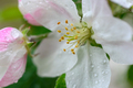 Flowers close up on an apple tree branch on a background of blurred garden after rain - PhotoDune Item for Sale