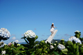 Young woman traveler enjoying with blooming hydrangeas in Dalat, Vietnam, Travel lifestyle concept - PhotoDune Item for Sale