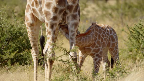 Baby Giraffe Suckles Mother in Early Morning Light