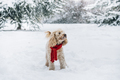 Cute and funny little dog with red scarf playing and jumping in the snow. - PhotoDune Item for Sale
