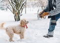 Snowball fight fun with pet and his owner in the snow.  - PhotoDune Item for Sale