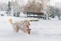 Cute and funny little dog with red scarf playing and jumping in the snow.  - PhotoDune Item for Sale