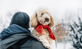Man holding cute puddle dog with red scarf. - PhotoDune Item for Sale