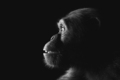 Chimpanzee monkey face portrait on black - PhotoDune Item for Sale