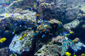Underwater coral reef and fish - PhotoDune Item for Sale