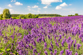 Lavender flower field landscape - PhotoDune Item for Sale