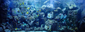 Underwater coral reef and fish - PhotoDune Item for Sale