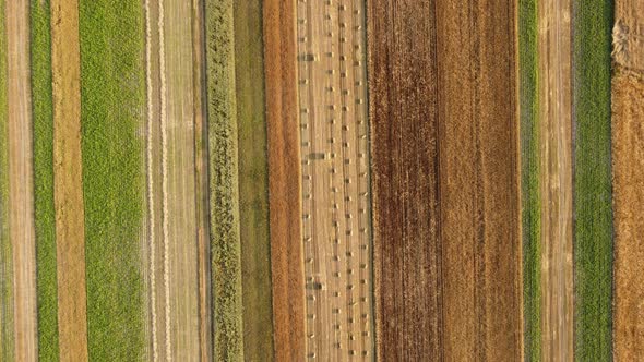 aerial view of field with bales of straw. Field work, collection of hay and straw of ripe wheat. 