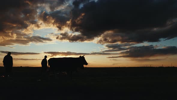Silhouettes of Shepherds Driving Cows Along a Field at Sunset