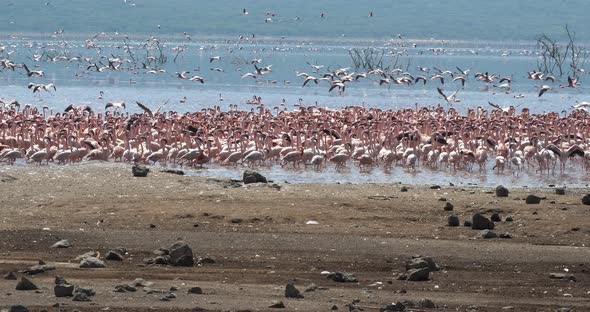 Lesser Flamingo, phoenicopterus minor, Group in Flight, Colony at Bogoria Lake in Kenya