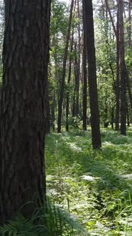 Vertical Video of a Forest with Trees