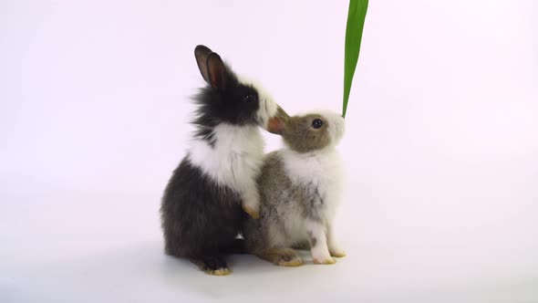 Baby white and brown spotted and white and black rabbits is eating grass and funny happy animal 