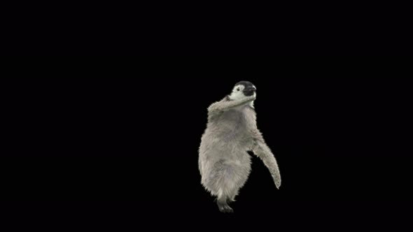 Penguin Dancing 4K