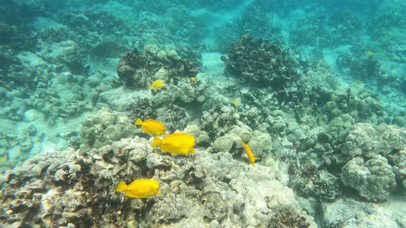 Snorkeling