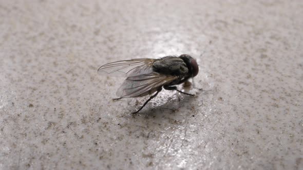 Fly Moving