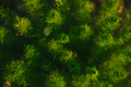 Closeup of Adonis vernalis in beautiful light in springtime. - PhotoDune Item for Sale