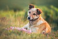 Beautiful adopted dog in a sunset light. - PhotoDune Item for Sale