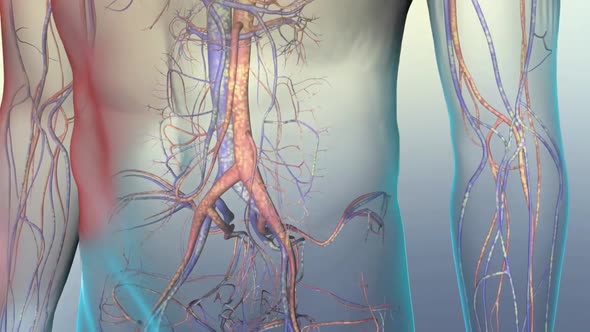 Cardiovascular pathways in the human body