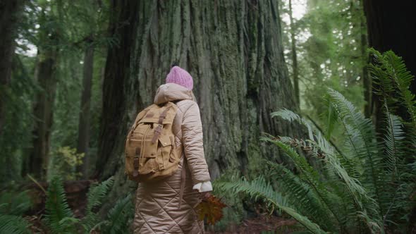 Nature Lover on Cloudy Autumn Day Human Take Care About Nature Slow Motion USA