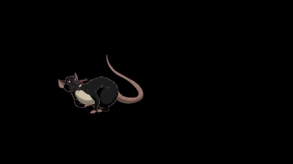 Black rat gets up and sniffs something alt
