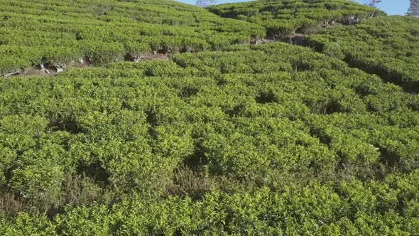 Endless Tropical Highland with Fresh Green Plantations