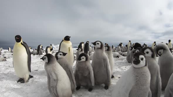 Emperor Penguins with Chiks Close Up in Antarctica