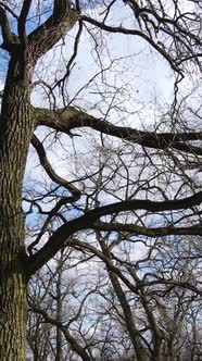 Vertical Video of the Forest with Trees Without Leaves