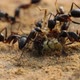 Ants - VideoHive Item for Sale