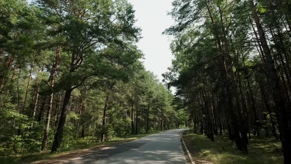 The Car Goes on the Road Through a Pine Forest