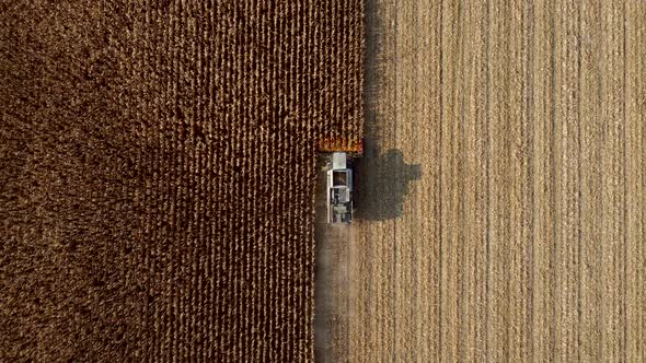 Aerial Drone View Flight Over Combine Harvester That Reaps Dry Corn in Field