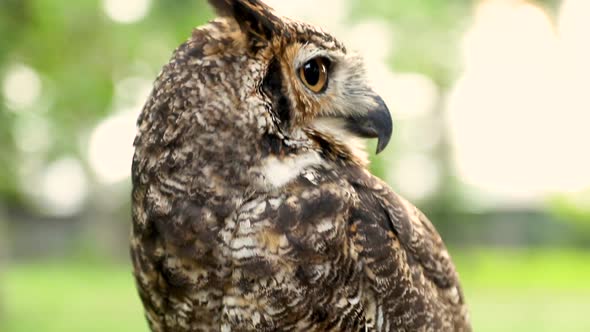 Close-up of the face of a Great Horned Owl (Bubo virginianus)