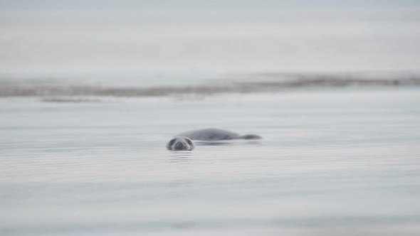 Seals Swimming On The Calm Water In Rathlin Island, Northern Ireland, UK. - medium shot