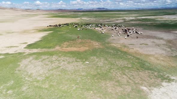 A herd of goats grazes on the border of the sandy desert