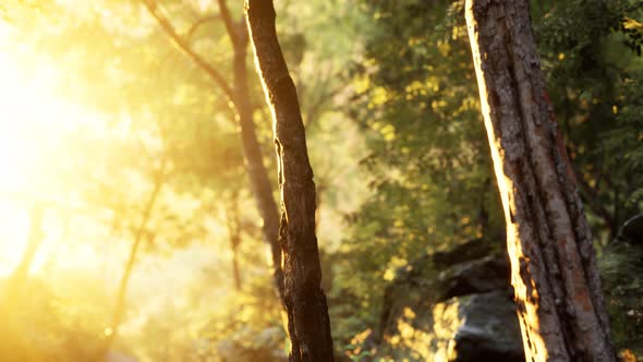 Rays of Bursting Sunlight in a Misty Forest