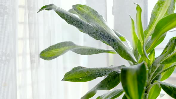 Close-up of a green houseplant sprayed from a spray bottle