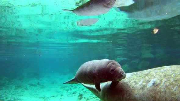 Florida Manatees Passing By in Three Sister's Springs Crystal River Florida USA