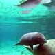 Florida Manatees Passing By in Three Sister's Springs Crystal River Florida USA - VideoHive Item for Sale